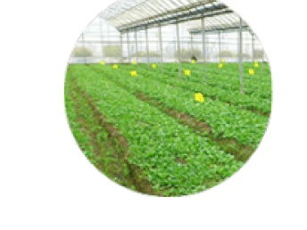 農產品質量安全追溯系統(tǒng)在深圳網(wǎng)站建設推廣中的關鍵作用——以食用油為例